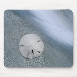 Sanddollar op strand   Sanibel Island, Florida Muismat