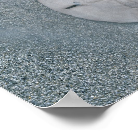 Sanddollar op strand | Sanibel Island, Florida Poster (Hoek)