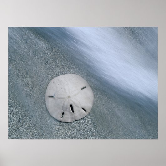 Sanddollar op strand | Sanibel Island, Florida Poster (Voorkant)