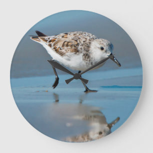 Sandering (Calidris Albe) op natte strand Grote Klok