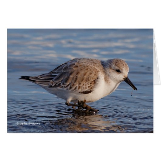 Sanderlende Wades Through Wintry Waters (Voorkant Horizontaal)