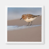 Sanderling 2x2 magneet (Voorkant)