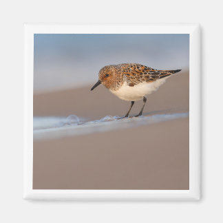 Sanderling 2x2 magneet