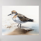 Sanderling Bird Art Print Poster (Voorkant)