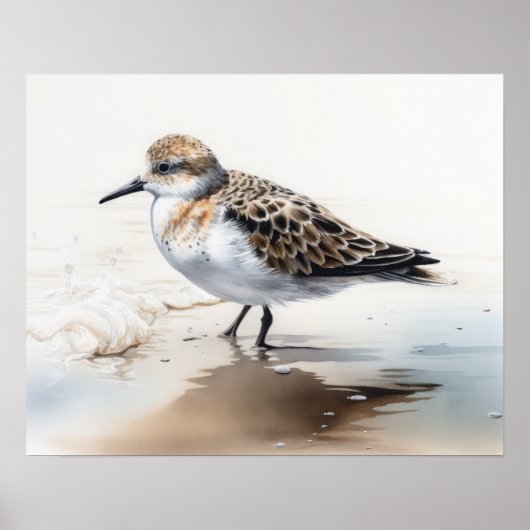 Sanderling Bird Art Print Poster (Voorkant)