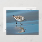 Sanderling (Calidris Albe) Feeding On Wet Beach Briefkaart (Voorkant / Achterkant)