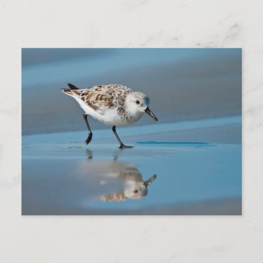Sanderling (Calidris Albe) Feeding On Wet Beach Briefkaart (Voorkant)