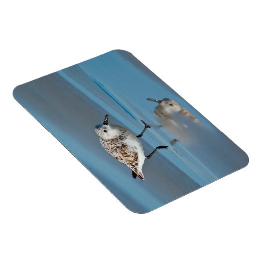 Sanderling (Calidris Albe) Feeding On Wet Beach Magneet (Rechterzijde)