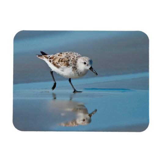Sanderling (Calidris Albe) Feeding On Wet Beach Magneet (Horizontaal)