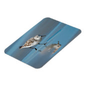 Sanderling (Calidris Albe) Feeding On Wet Beach Magneet (Linkerzijde)