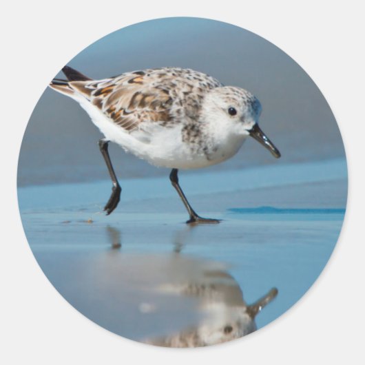 Sanderling (Calidris Albe) Feeding On Wet Beach Ronde Sticker (Voorkant)