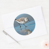 Sanderling (Calidris Albe) Feeding On Wet Beach Ronde Sticker (Envelop)