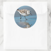 Sanderling (Calidris Albe) Feeding On Wet Beach Ronde Sticker (Tas)