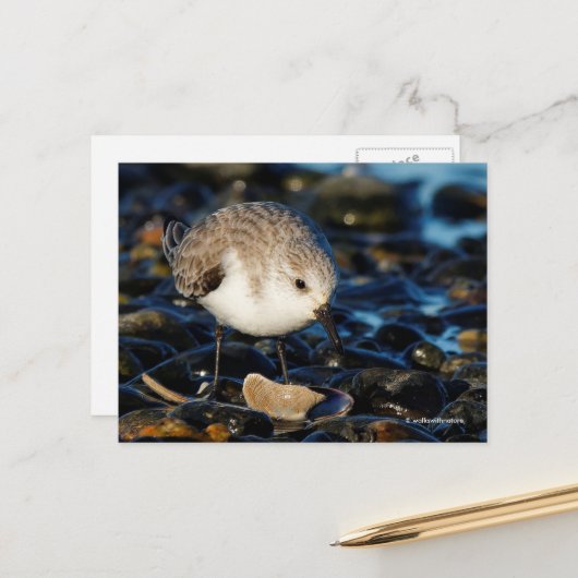 Sanderling Strandloper dineert op schelp aan het s Briefkaart (Voorkant / Achterkant in situ)