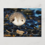 Sanderling Strandloper dineert op schelp aan het s Briefkaart (Voorkant)