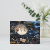 Sanderling Strandloper dineert op schelp aan het s Briefkaart (Staand voorkant)