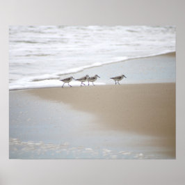 Sanderlings die op de Kleur van de Beach lopen 16x Poster