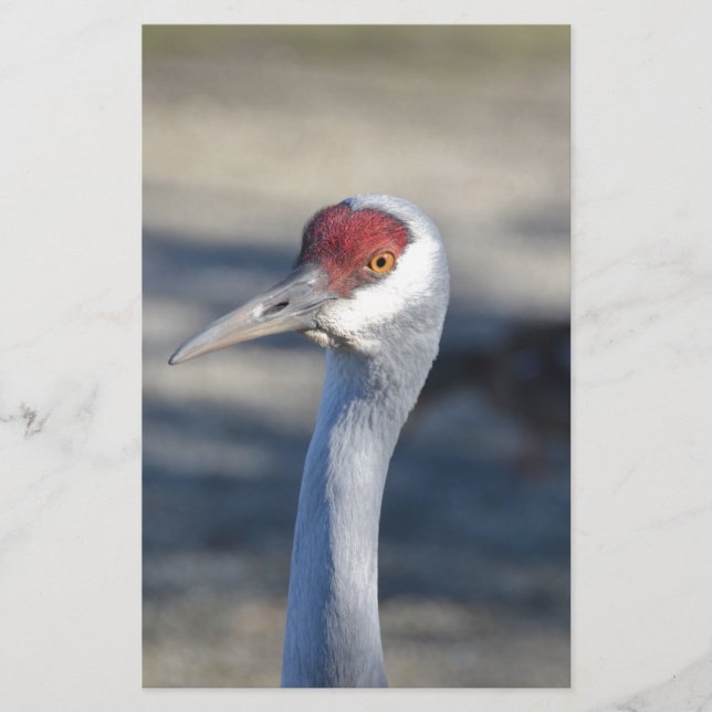 Sandhill Crane (Voorkant)
