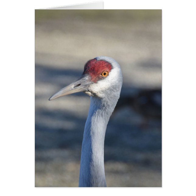 Sandhill Crane (Voorkant)