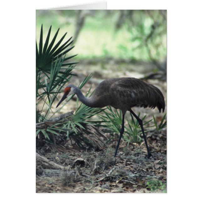 Sandhill Crane (Voorkant)