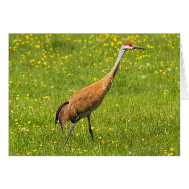 Sandhill Crane (Voorkant Horizontaal)