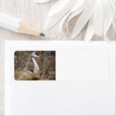 Sandhill Crane adresetiketten Etiket (Insitu)