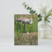 Sandhill Crane and Egg briefkaart (Staand voorkant)