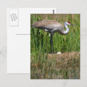 Sandhill Crane and Egg briefkaart (Voorkant / Achterkant)