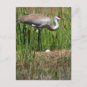 Sandhill Crane and Egg briefkaart