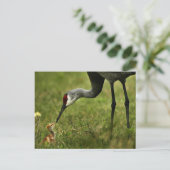 Sandhill Crane & Baby briefkaart (Staand voorkant)