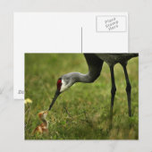 Sandhill Crane & Baby briefkaart (Voorkant / Achterkant)