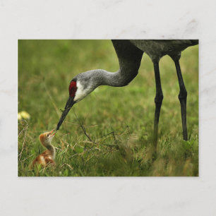 Sandhill Crane & Baby briefkaart