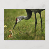 Sandhill Crane & Baby briefkaart (Voorkant)