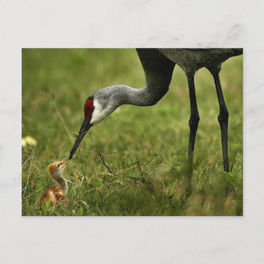 Sandhill Crane & Baby briefkaart (Voorkant)