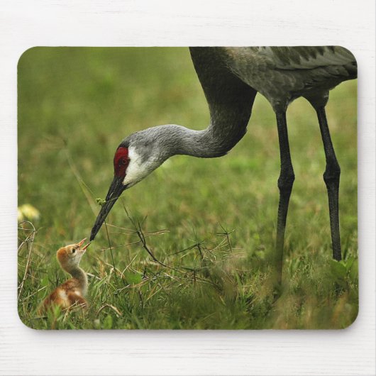 Sandhill Crane & Baby mousepad Muismat (Voorkant)