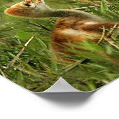 Sandhill Crane & Baby Poster (Hoek)