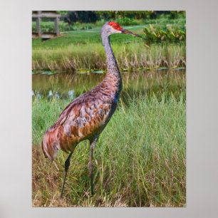 Sandhill Crane bij de Pond Poster