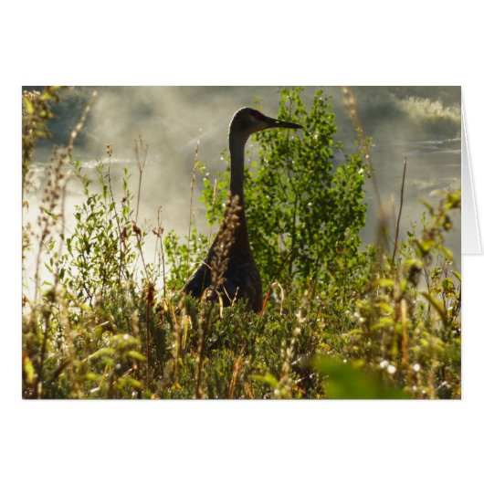 Sandhill Crane bij Moose Ponds in Grand Teton (Voorkant Horizontaal)