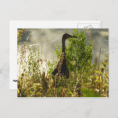 Sandhill Crane bij Moose Ponds in Grand Teton Briefkaart (Voorkant / Achterkant)