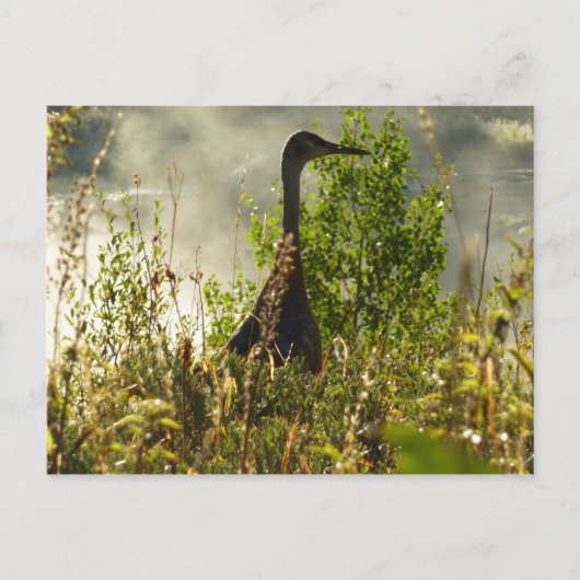 Sandhill Crane bij Moose Ponds in Grand Teton Briefkaart (Voorkant)