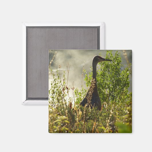 Sandhill Crane bij Moose Ponds in Grand Teton Magneet (Voorkant / Achterkant)