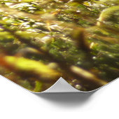 Sandhill Crane bij Moose Ponds in Grand Teton Poster (Hoek)