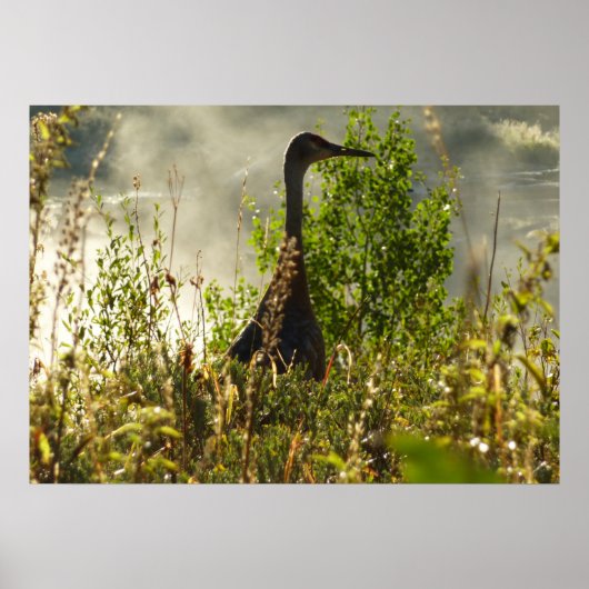 Sandhill Crane bij Moose Ponds in Grand Teton Poster (Voorkant)