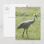 Sandhill Crane Bird Foto Briefkaart (Voorkant / Achterkant)