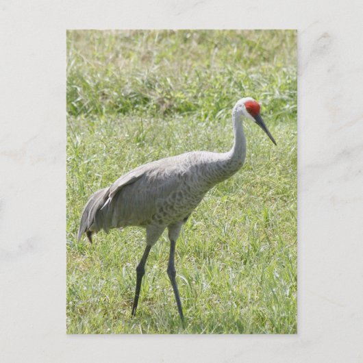 Sandhill Crane Bird Foto Briefkaart (Voorkant)