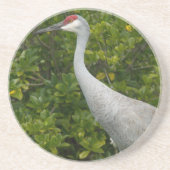 Sandhill Crane Bird Foto Zandsteen Onderzetter (Voorkant)