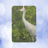 Sandhill Crane Bird Greenery Foto Luchtverfrisser