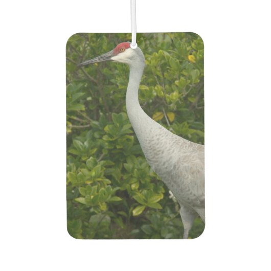 Sandhill Crane Bird Greenery Foto Luchtverfrisser (Voorkant)