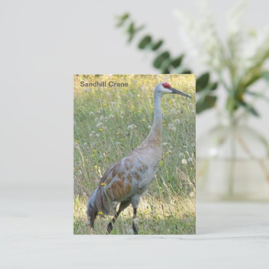Sandhill Crane Briefkaart (Staand voorkant)