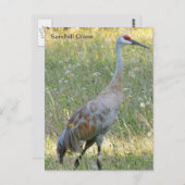 Sandhill Crane Briefkaart (Voorkant / Achterkant)